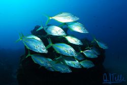 Past sunday in the north of Gran Canaria.
D200, 15 mm Si... by Arthur Telle Thiemann 